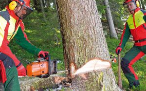 Baumfällungen und Gehölzpflege